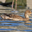 Northern Pintail
